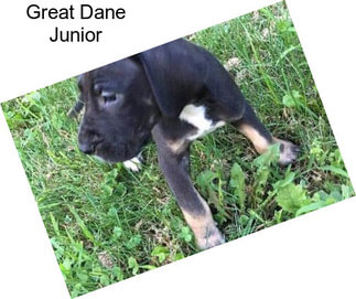 Great Dane Junior