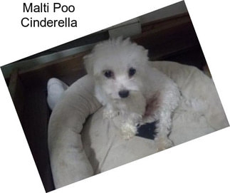 Malti Poo Cinderella