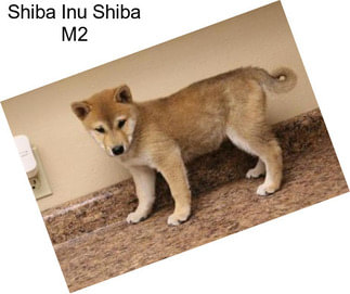 Shiba Inu Shiba M2