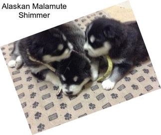 Alaskan Malamute Shimmer