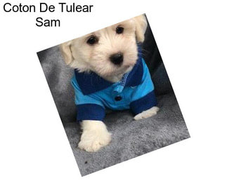 Coton De Tulear Sam