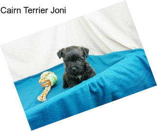 Cairn Terrier Joni