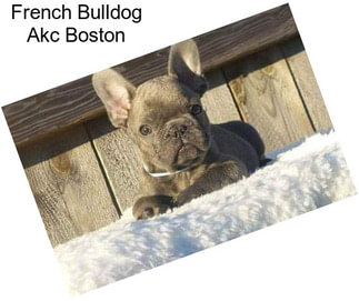 French Bulldog Akc Boston