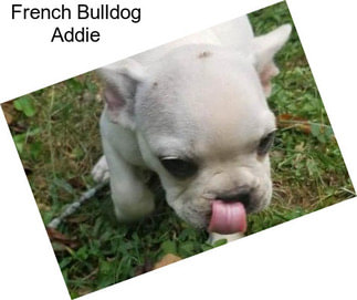 French Bulldog Addie