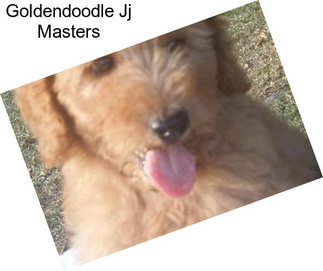 Goldendoodle Jj Masters