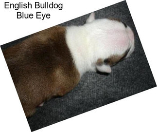 English Bulldog Blue Eye