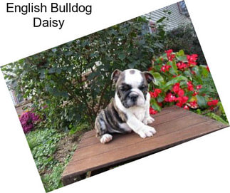 English Bulldog Daisy
