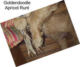 Goldendoodle Apricot Runt