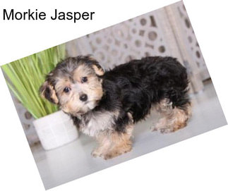 Morkie Jasper