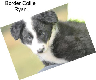 Border Collie Ryan