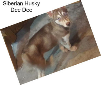 Siberian Husky Dee Dee