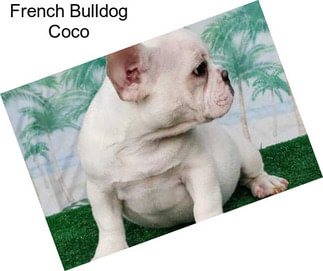 French Bulldog Coco