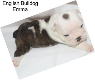 English Bulldog Emma