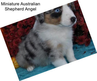 Miniature Australian Shepherd Angel