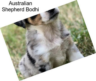 Australian Shepherd Bodhi