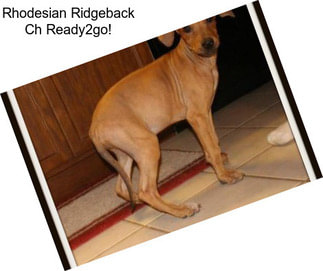 Rhodesian Ridgeback Ch Ready2go!