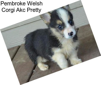 Pembroke Welsh Corgi Akc Pretty