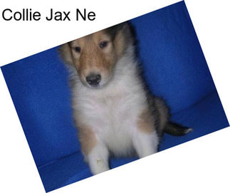 Collie Jax Ne