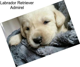 Labrador Retriever Admirel
