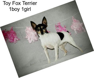 Toy Fox Terrier 1boy 1girl