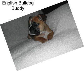 English Bulldog Buddy