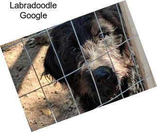 Labradoodle Google