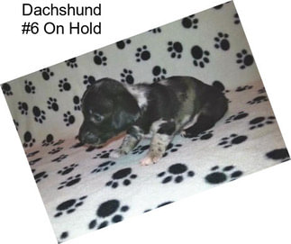 Dachshund #6 On Hold