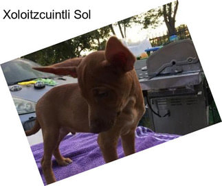 Xoloitzcuintli Sol