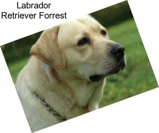 Labrador Retriever Forrest