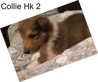 Collie Hk 2