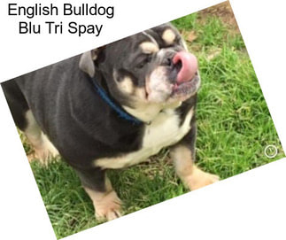 English Bulldog Blu Tri Spay