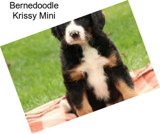 Bernedoodle Krissy Mini