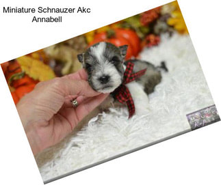 Miniature Schnauzer Akc Annabell