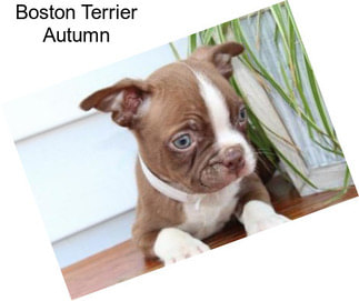 Boston Terrier Autumn