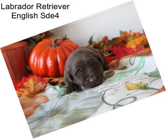 Labrador Retriever English Sde4