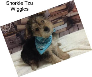 Shorkie Tzu Wiggles