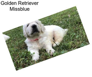 Golden Retriever Missblue