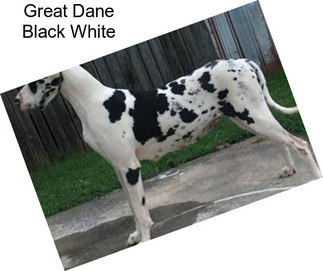 Great Dane Black White