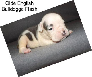 Olde English Bulldogge Flash