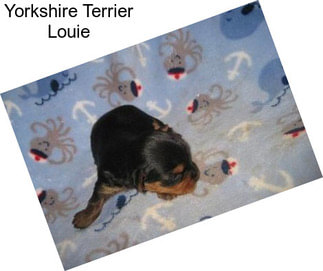 Yorkshire Terrier Louie