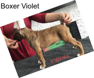 Boxer Violet