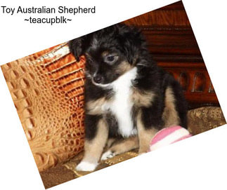 Toy Australian Shepherd ~teacupblk~