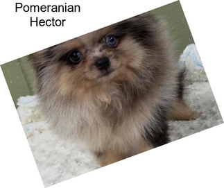 Pomeranian Hector
