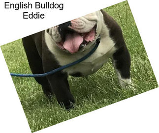 English Bulldog Eddie