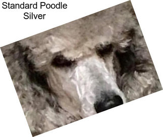 Standard Poodle Silver
