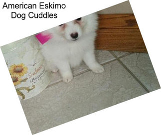 American Eskimo Dog Cuddles