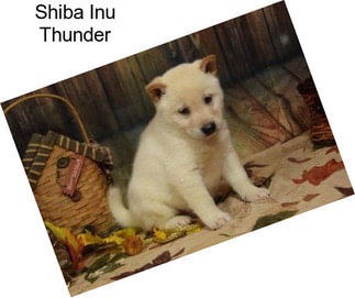 Shiba Inu Thunder