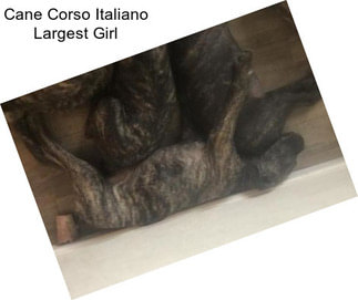 Cane Corso Italiano Largest Girl