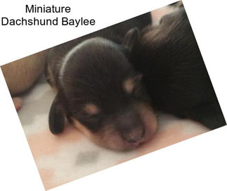 Miniature Dachshund Baylee