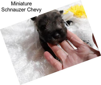 Miniature Schnauzer Chevy